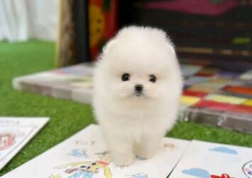 Pomeranian puppy For sale