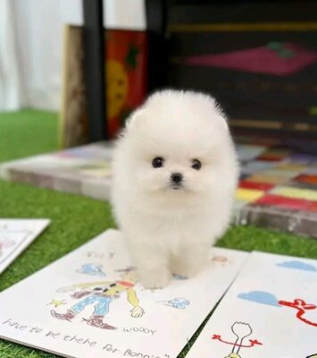 Pomeranian puppy For sale