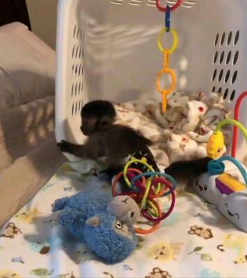 Capuchin monkeys for sale