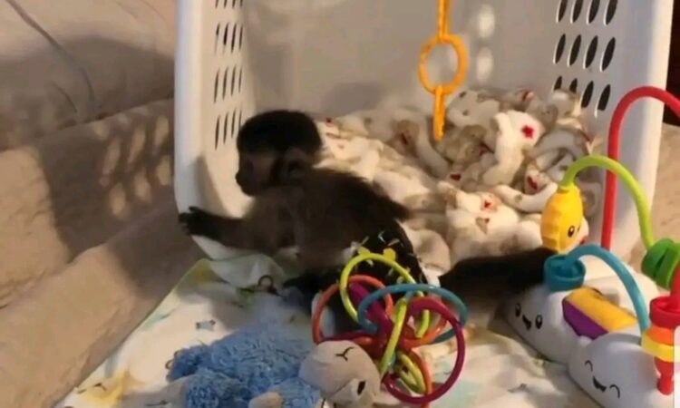 Capuchin monkeys for sale